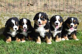 Contact berner sennen pups on messenger. Berner Sennen Pups Aangeboden
