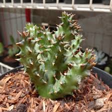Sebagian besar spesies kaktus berasal dari amerika utara, selatan, dan tengah. Jual Tanaman Kaktus Hias Unik Alien Mars Kab Bandung Barat Fadel Kaktus Hias Tokopedia