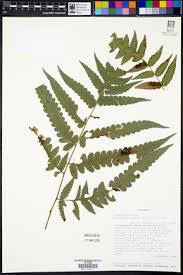 Image result for Blotiella sinuata