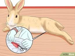 Once you have witnessed a bonded pair of rabbits grooming each other, lying down together, and eating. How To Introduce Rabbits 10 Steps With Pictures Wikihow Pet