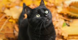 From finding the perfect tiffany gift to jewelry styling advice, our customer service experts are always here to help. Why Black Cats Make Excellent Pets 13 Breeds To Choose From