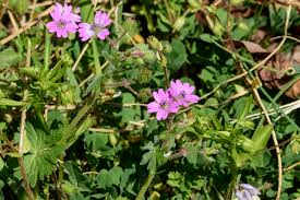 Maybe you would like to learn more about one of these? Geraniums Native And Alien Elizabeth S Wildflower Blog