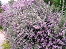 The finest roses, gifts and mother's day flowers send flowers to edwards funeral home in ranger texas (tx) 211. Texas Ranger Leucophyllum Frutescens Dave S Garden