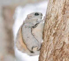 They are native to the palearctic. 11 Utterly Adorable Photos Of Japanese Flying Squirrels