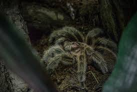 This terrestrial tarantula is a good start for beginners since gbb (greenbottle blue tarantula) one of the most beautiful tarantula of all, and much easier to take care unlike other beautiful species like balfouri and p. The Beginners Guide To Keeping Tarantulas As Pets Preloved Uk