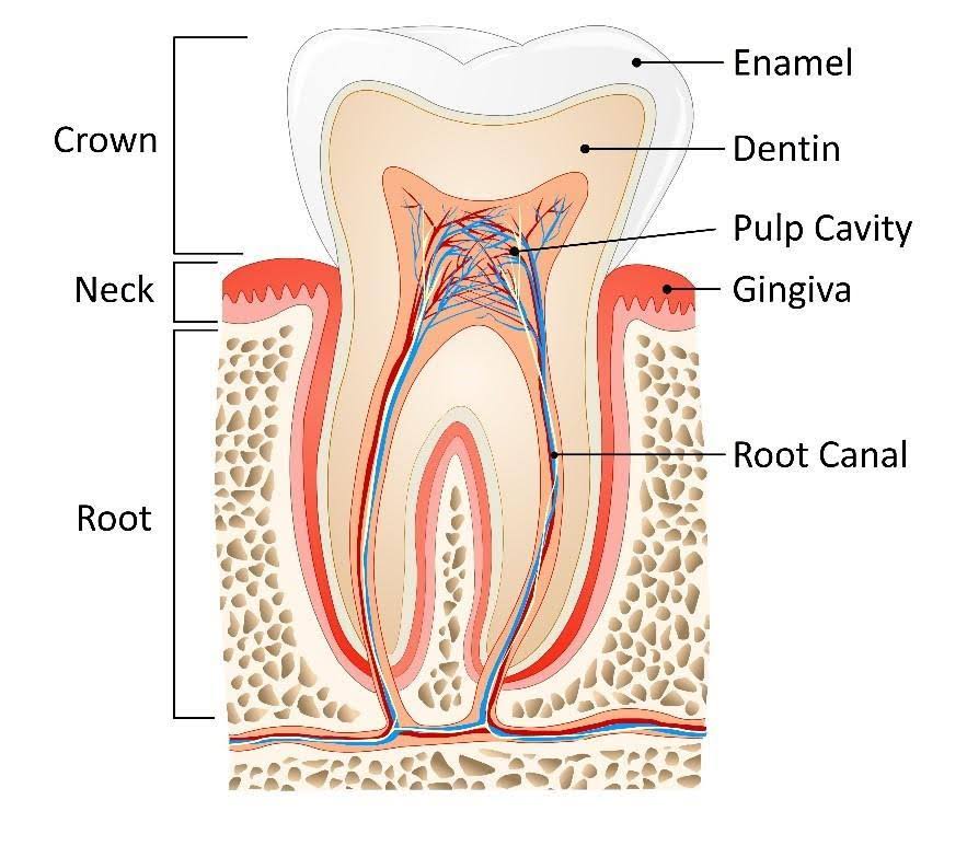 Endodontics product image