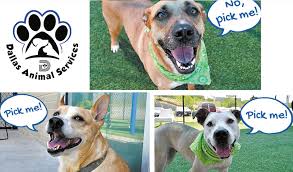 There's more than one type of adoption. Innovations In Animal Services Dallas Voice