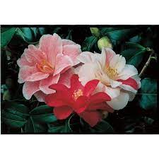 2 Quart Multicolor Sasanqua Camellia Flowering Shrub In Pot L5699 Lowes Com Flowering Shrubs Shrubs Foundation Planting