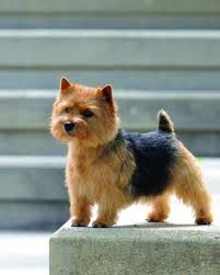 The norwich terrier is among the seemingly endless variety of terriers bred to control britain's rodent population. Norwich Terrier Norfolk Terrier Norwich Terrier Dog Breeds