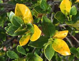 Yellow Leaves On Gardenia Gardenia Plant Yellow Leaves On Plants Yellow Leaves