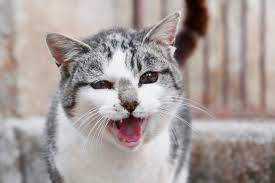 Why Does My Cat Keep Meowing Animal Friends