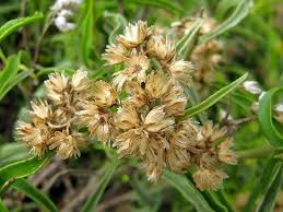 Image result for Psiadia punctulata