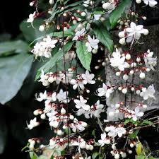 Image result for Clerodendrum silvanum