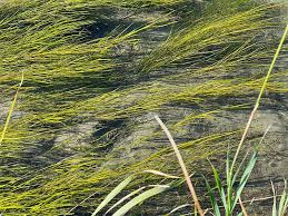 Image result for Stuckenia