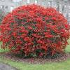 Quince makes a small and wide, lax but handsome tree and has perhaps the least fussy blossom of all: Https Encrypted Tbn0 Gstatic Com Images Q Tbn And9gcq9oq4oldnagxpd7gqpkdlk9mb9stqrwomeypxldfpdzczawqle Usqp Cau