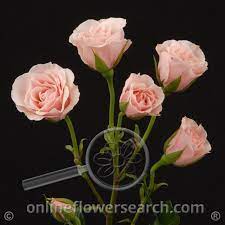 From special anniversary and birthday gifts to a thoughtful bouquet to celebrate mom on mother's day, proflowers has all and that means providing salt lake city flower delivery that is a step above other local area florists. Ensign Wholesale Floral Quality Service Value Trust Communication Always