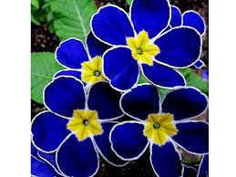 Découvrez les meilleurs images pour la plus belle fleur , la galerie propose des photos , des gifs sur la plus belle fleur ou des fonds d'écran. Plantes Et Fleurs Les Plus Rares Du Monde 2 La Balade De Moqueplet