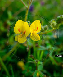 Image result for Smithia