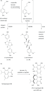 Последние твиты от stefan weber (@stefanweberse). Regio And Stereoselective Intermolecular Phenol Coupling Enzymes In Secondary Metabolite Biosynthesis Natural Product Reports Rsc Publishing