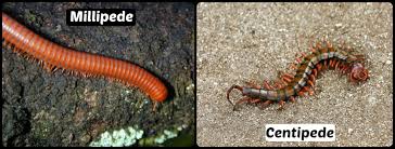 Pest Control Okc Sharing Differences Between Millipedes And Centipedes The Bug Guy Pest Control Okc
