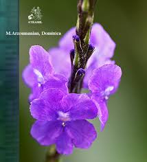 Image result for Stachytarpheta cayennensis