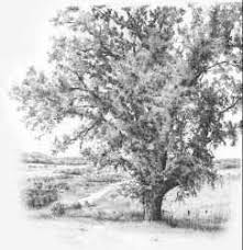 How to draw a birch tree 3. How To Draw Trees With Pencil