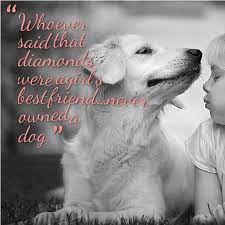 When we think of those companions who traveled by our side down life's road, let us not say with sadness that they left us behind, but rather say with gentle gratitude that they once were with us. Diamonds And Dog Quotes Quotesgram