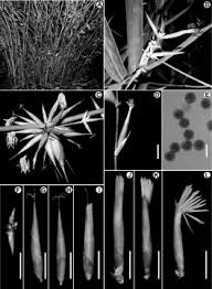 Image result for Aster milanjianus