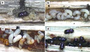 Northwest pest control, established in 1985, has over 30 years of combined experience in insect, rodent control, and systemic treatment of trees. Carob Pests In The Mediterranean Region Bio Ecology Natural Enemies And Management Options Springerlink