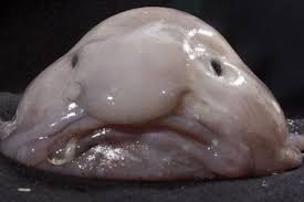 Jalan raya di malaysia sepanjang yang saya lalu di berbagai tempat. Fakta Blobfish Ikan Wajah Gendut Yang Dijuluki Hewan Terjelek Sedunia Halaman All Kompas Com