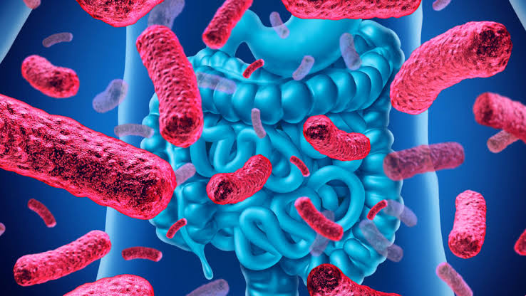 Microbiota: the 'good' gut bacteria - Ambar Lab