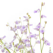 Image result for Utricularia stellaris