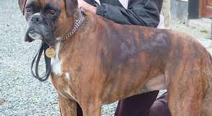 This condition is seen more commonly in breeds such as boxers, airedale terriers, english bulldogs and schnauzers. Molly A Four Year Old Female Boxer Who Had Bald Patches Along Both Sides Of Her Back Pete The Vet
