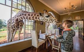 É a maior cidade da áfrica oriental e está localizada a cerca de 1 700 metros de altitude, às margens do rio nairobi, no sul do país. Giraffe Manor Nairobi Kenya