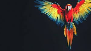 Image result for tbn:ED285OK8yRCGdM::www.hawanaajd.com/backgd/data/media/4/Wallpapers_-_Parrots_-_01.jpg