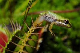 Venus Flytrap Having Frog Legs For Breakfast Carnivorous Plants Insectivorous Plant Carnivorous