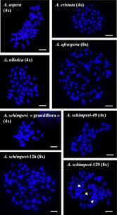 Image result for Aeschynomene schimperi