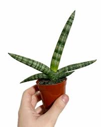 Image result for Sansevieria cylindrica