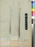 Image result for Xyris straminea