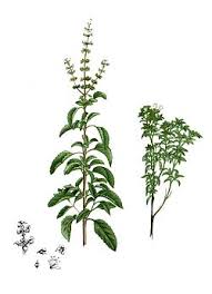 Image result for Ocimum americanum