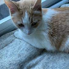 We did not find results for: Prairie Village Pet Hospital Veterinarians 7815 Terrey Pine Ct Eden Prairie Mn Phone Number