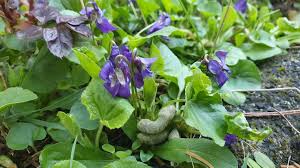 Image result for Aptosimum lineare