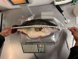 The biggest largemouth bass i've ever caught and released. Largemouth Bass Caught On Rosebud Reservation Breaks 20 Year State Record
