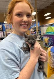 Meezer's Mission Cat Rescue