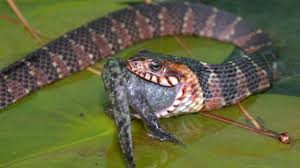 All snakes lack external limbs, but not all legless reptiles are snakes. Invasive Water Snakes Risk To Native Species College Of Agricultural And Environmental Sciences