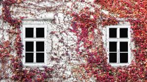 Maybe you would like to learn more about one of these? Everything You Need To Know About Climbing Plants And How To Choose Them Cbc Life