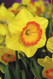 Delibes Daffodill Spring Flowers Pretty Flowers Daffodils