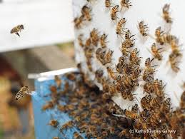 The male honey bees, or drones, do not. Rub A Dub Dub Bug Squad Anr Blogs