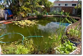 Convert Your Eco Unfriendly Swimming Pool Into A Biologically Active And Attractive Fish Farm The In 2020 Natural Swimming Ponds Natural Swimming Pools Fish Farming