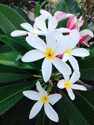 White Plumeria Tropical Garden Tropical Flowers Beautiful Flowers